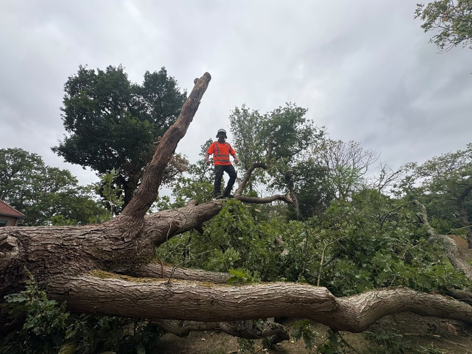 emergency storm damage tree removal colchester