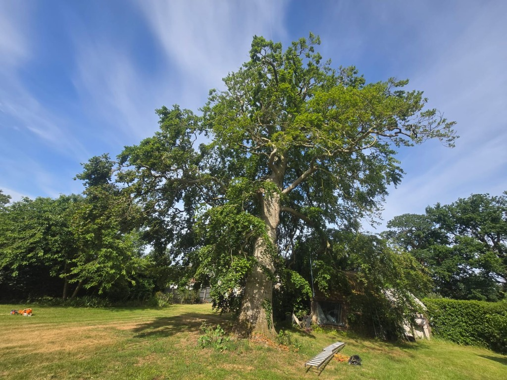 Large mature tree before felling in a Colchester garden