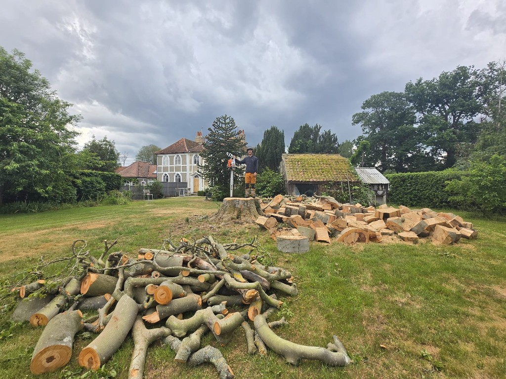 Mature tree felled and logged on a Colchester lawn