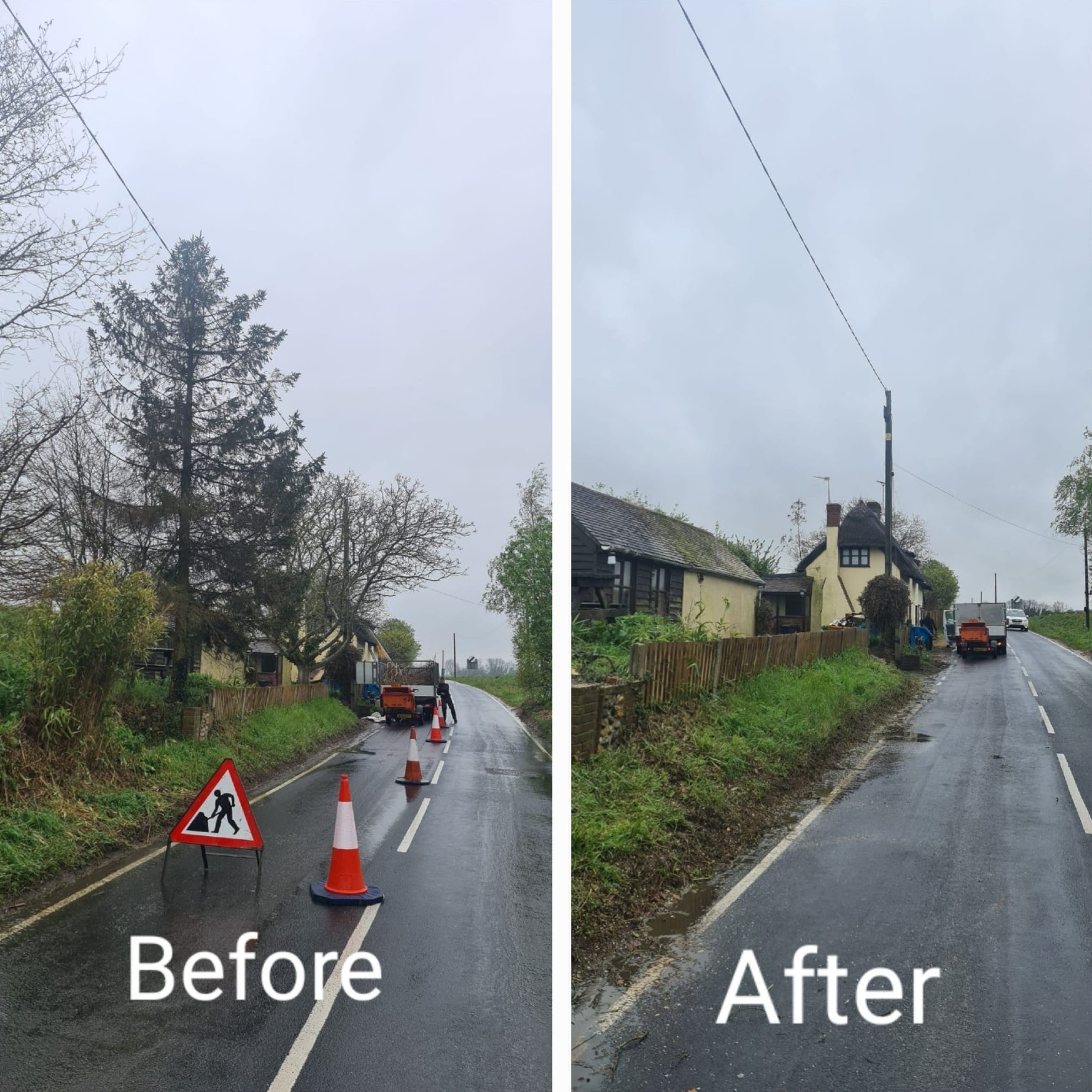 tree felling removal colchester