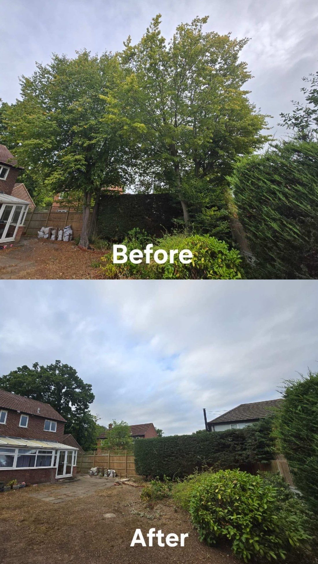 tree felling removal colchester