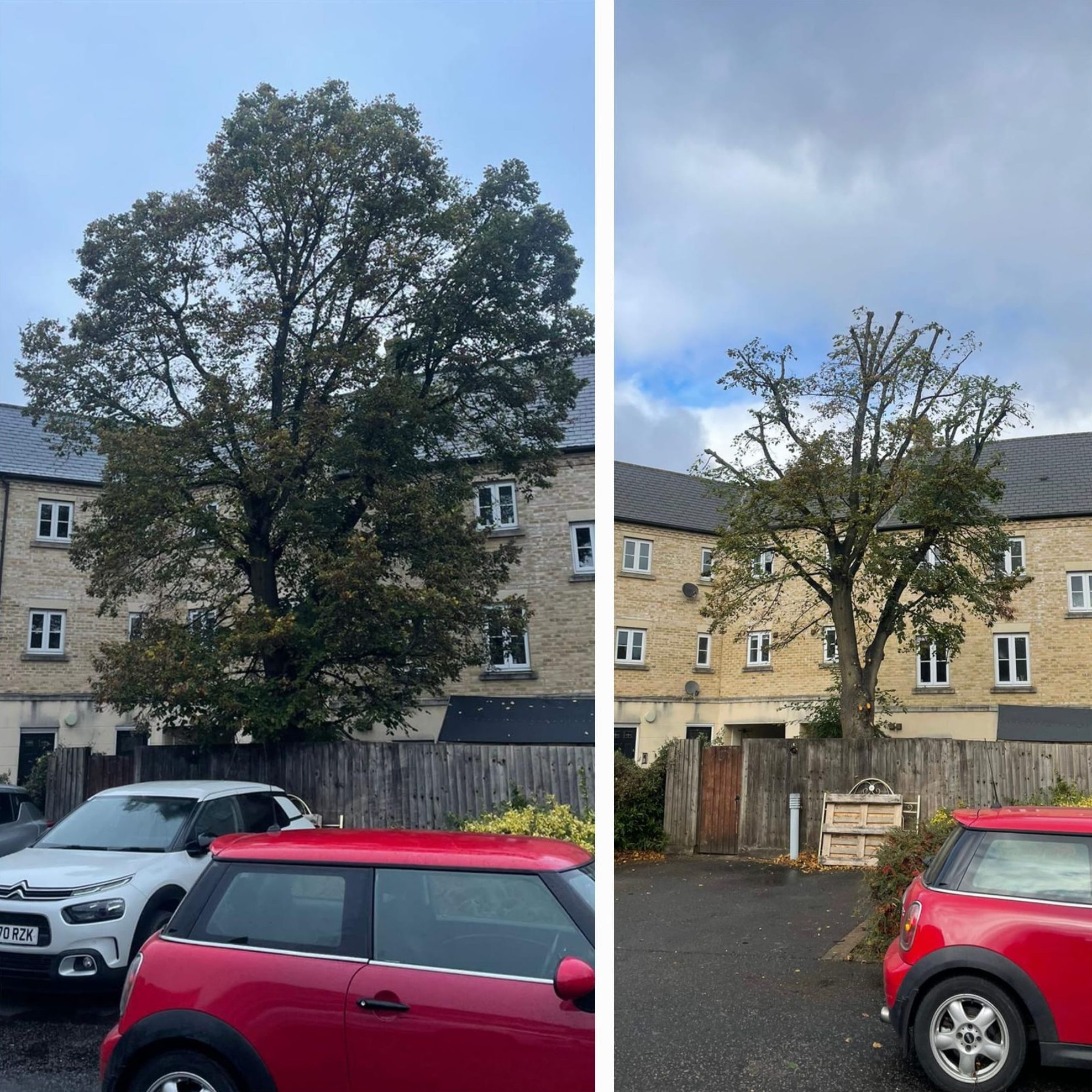 tree surgery crown reduction colchester