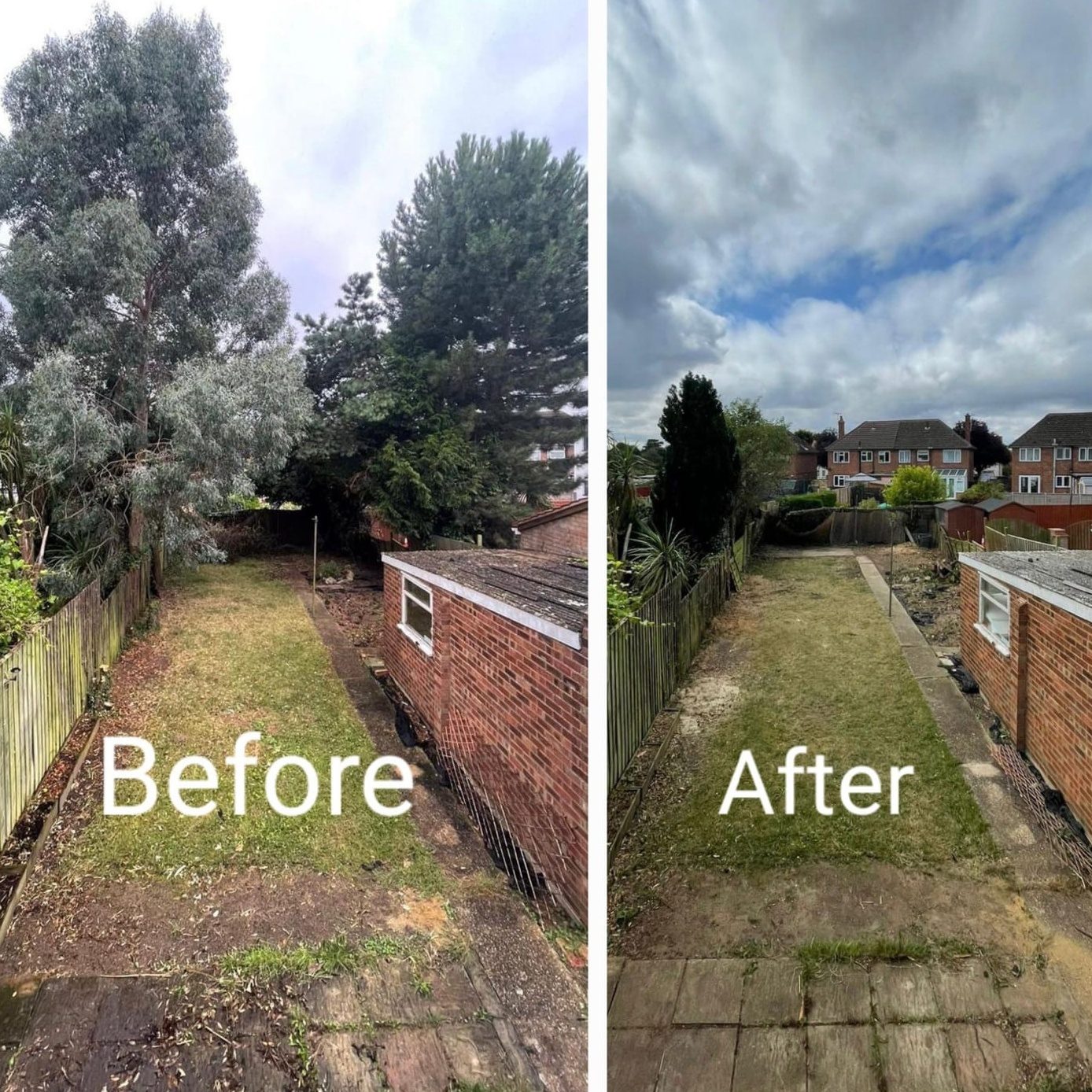 tree felling removal colchester