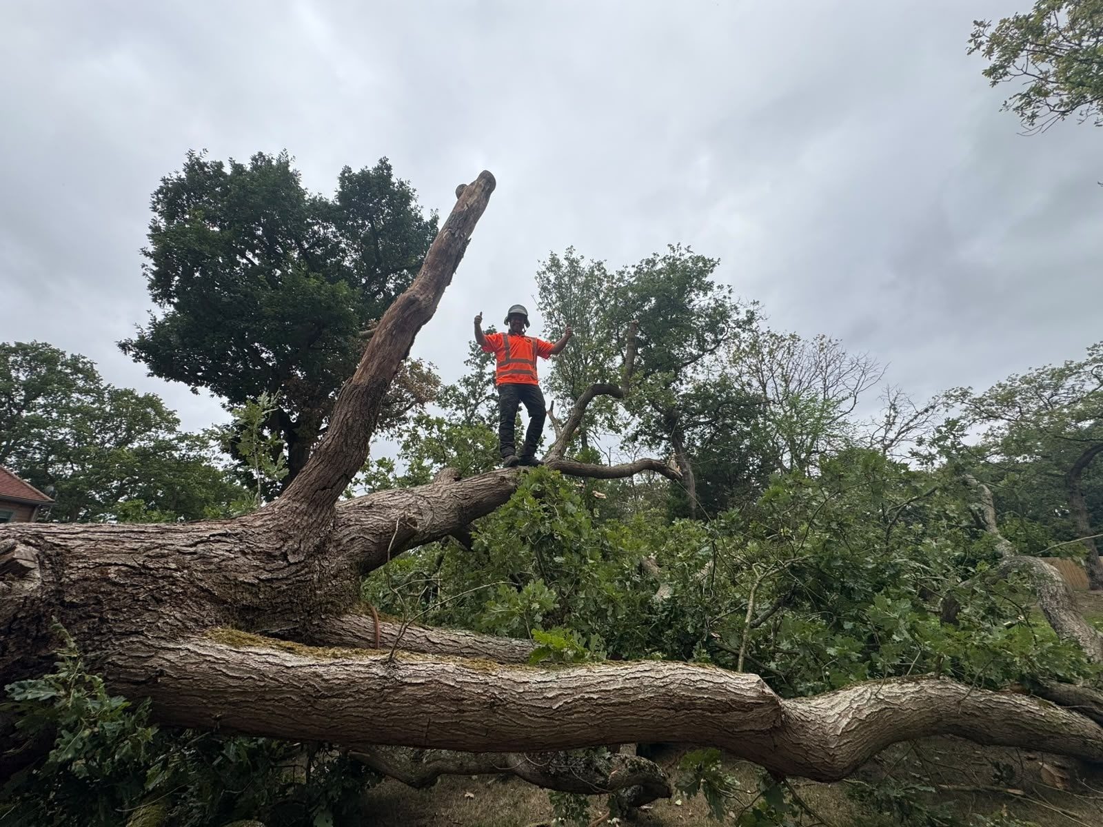 emergency storm damage tree removal colchester
