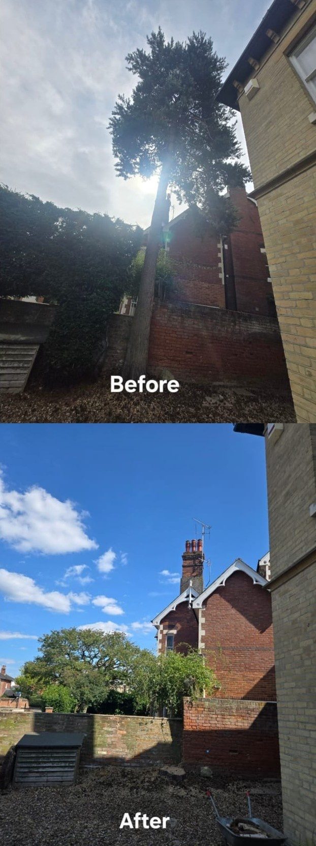 tree felling removal colchester