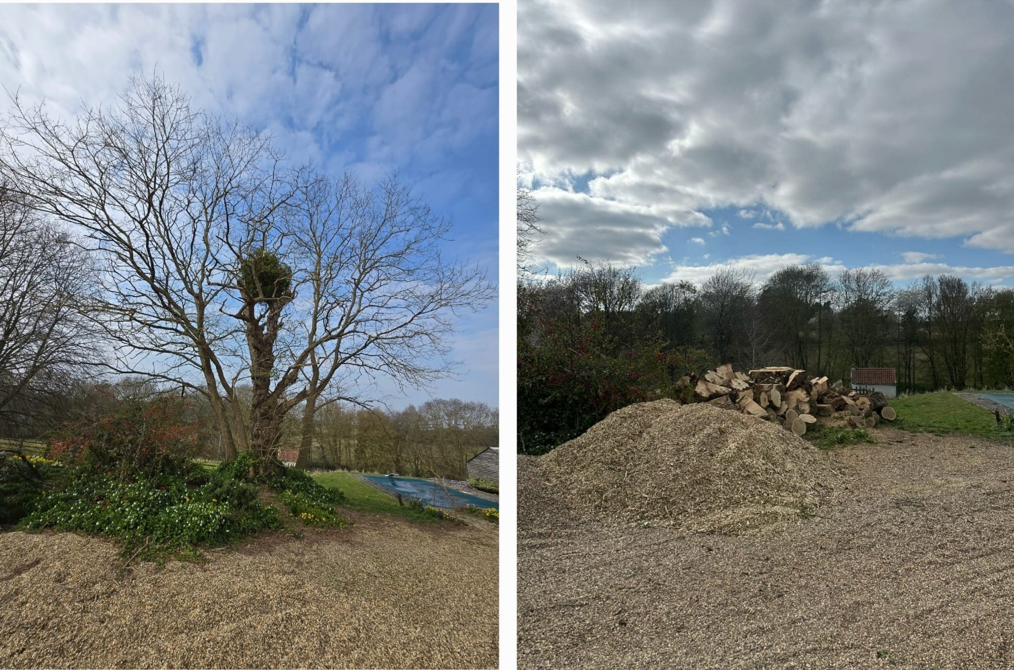 tree felling removal colchester