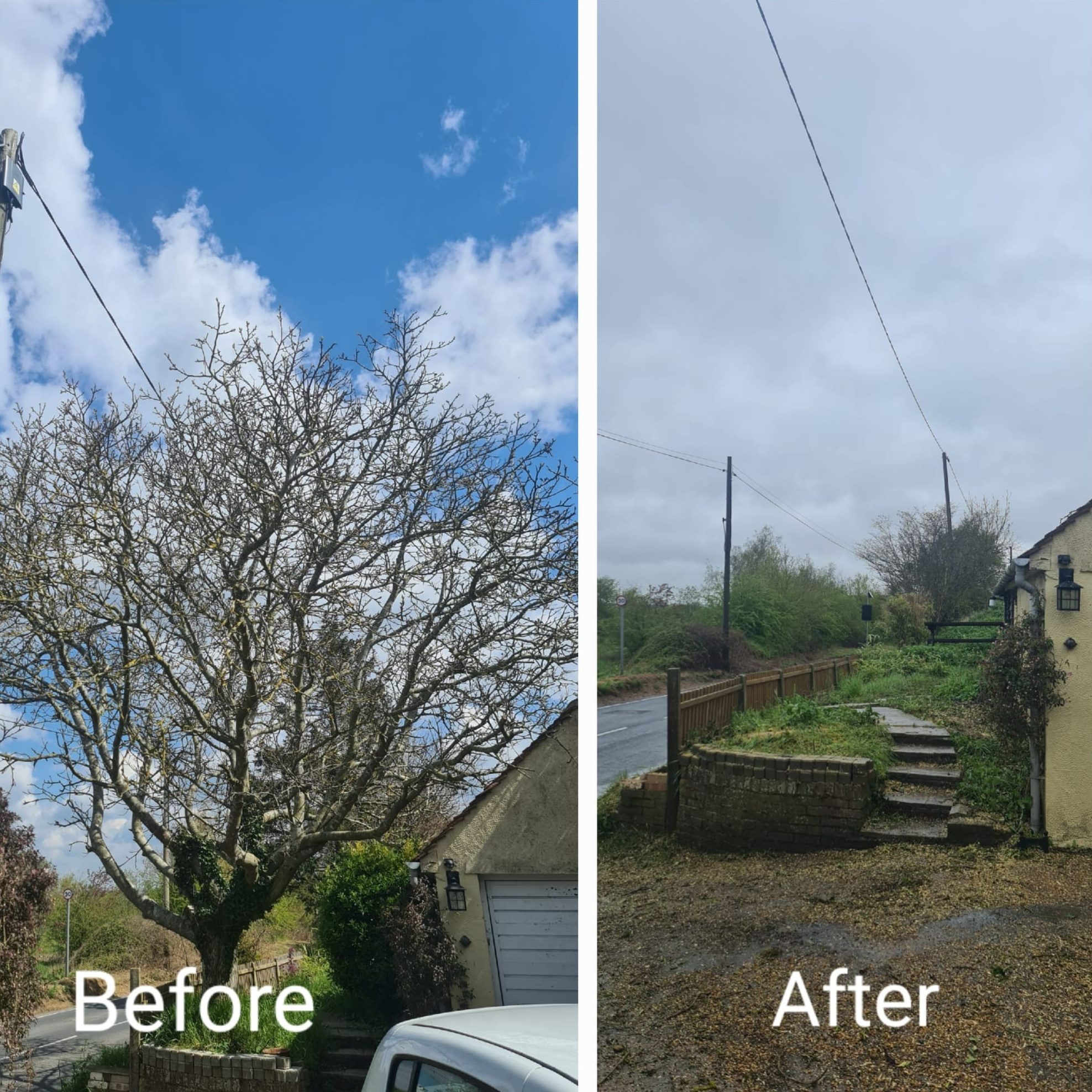 tree felling removal colchester