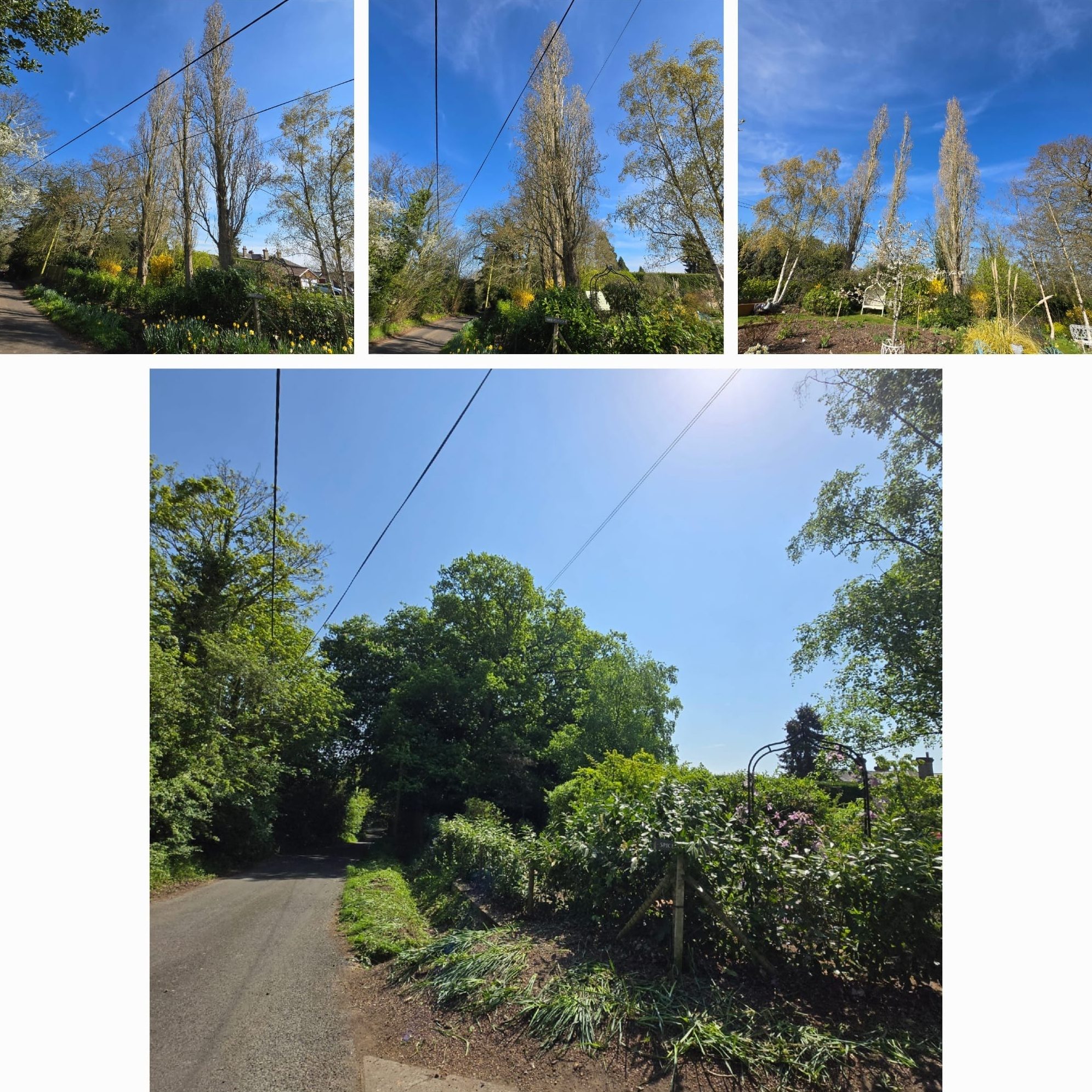 tree felling removal colchester