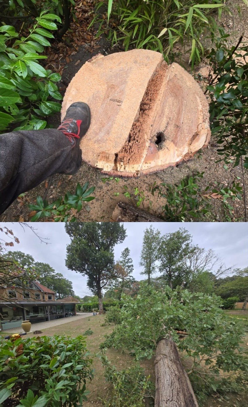tree felling removal colchester