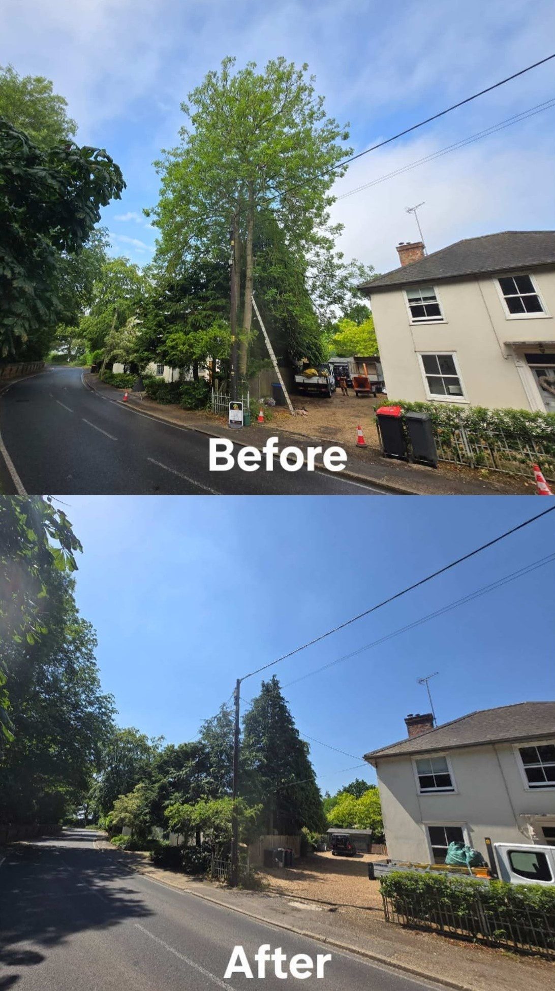 tree felling removal colchester