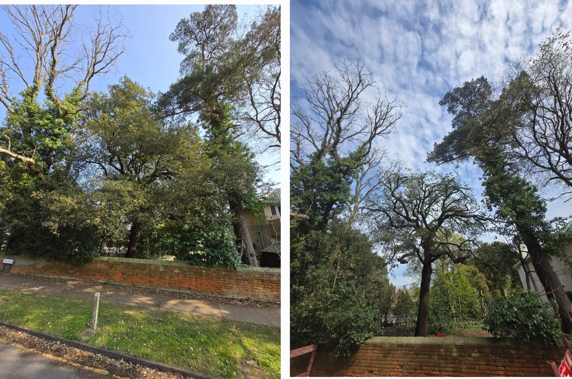 Before and after crown reduction tree surgery on mature trees in Colchester (photo 1)