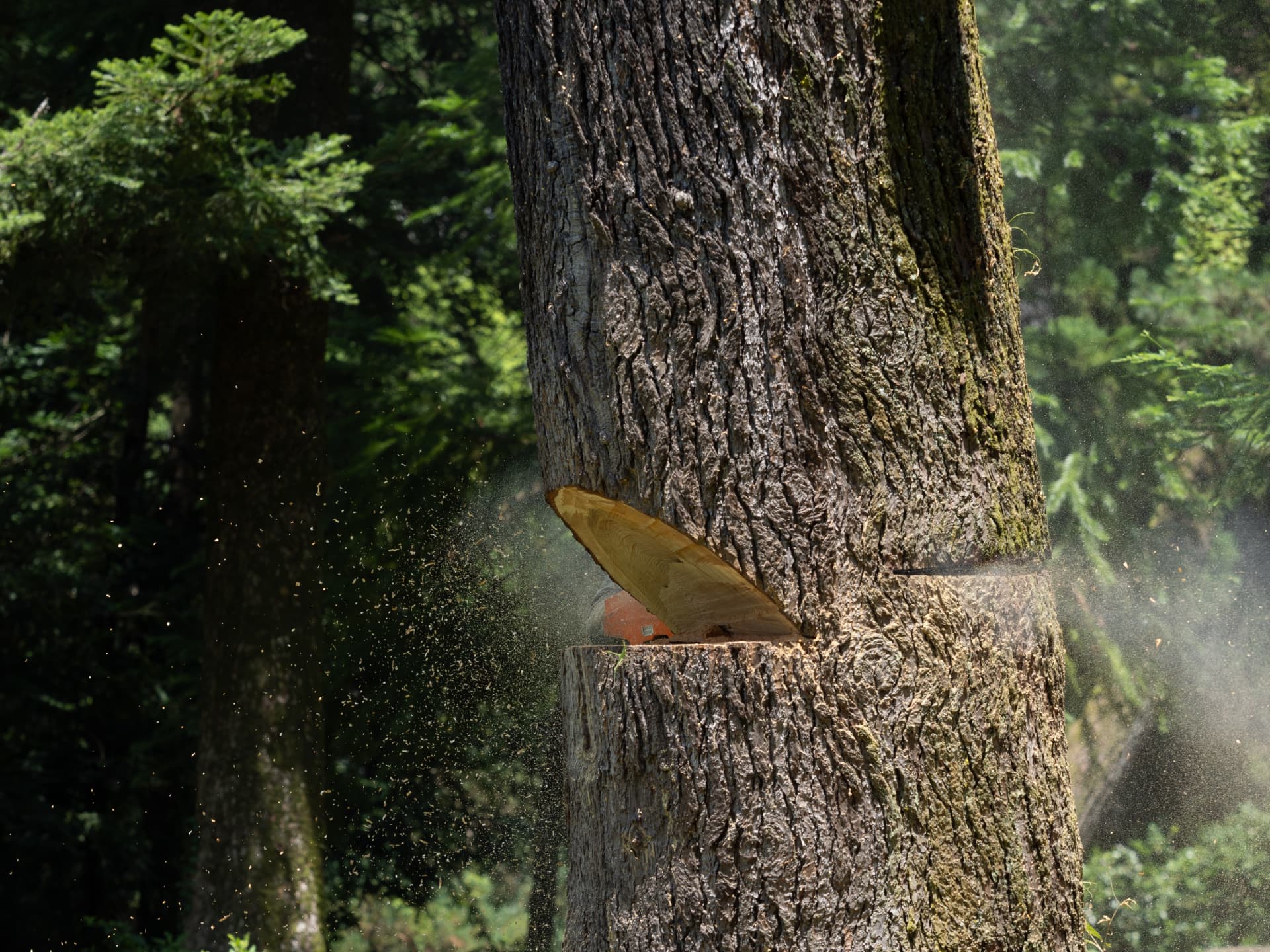 Chainsaw felling cut through a large tree trunk in Colchester, Essex