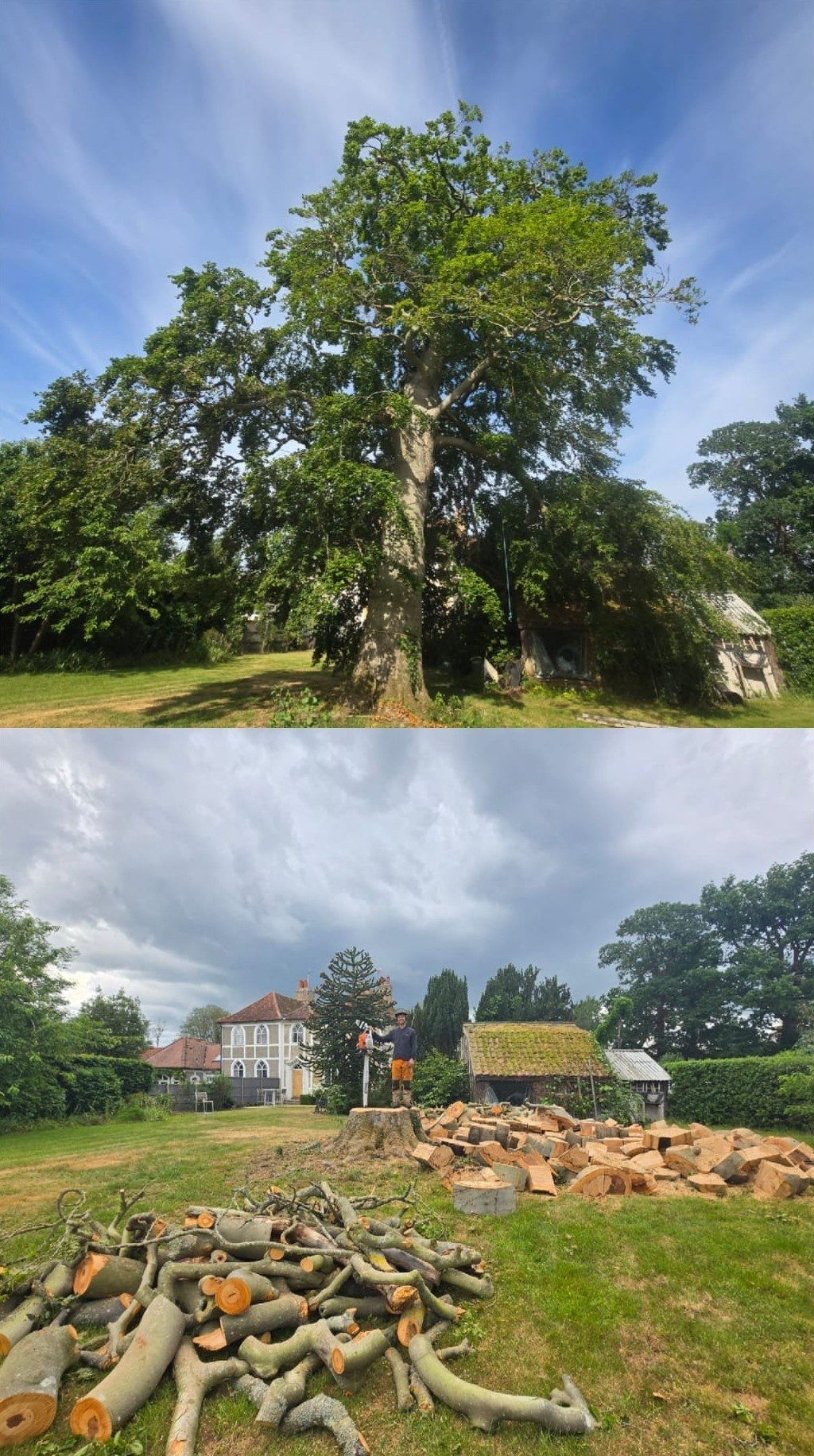 tree felling removal colchester