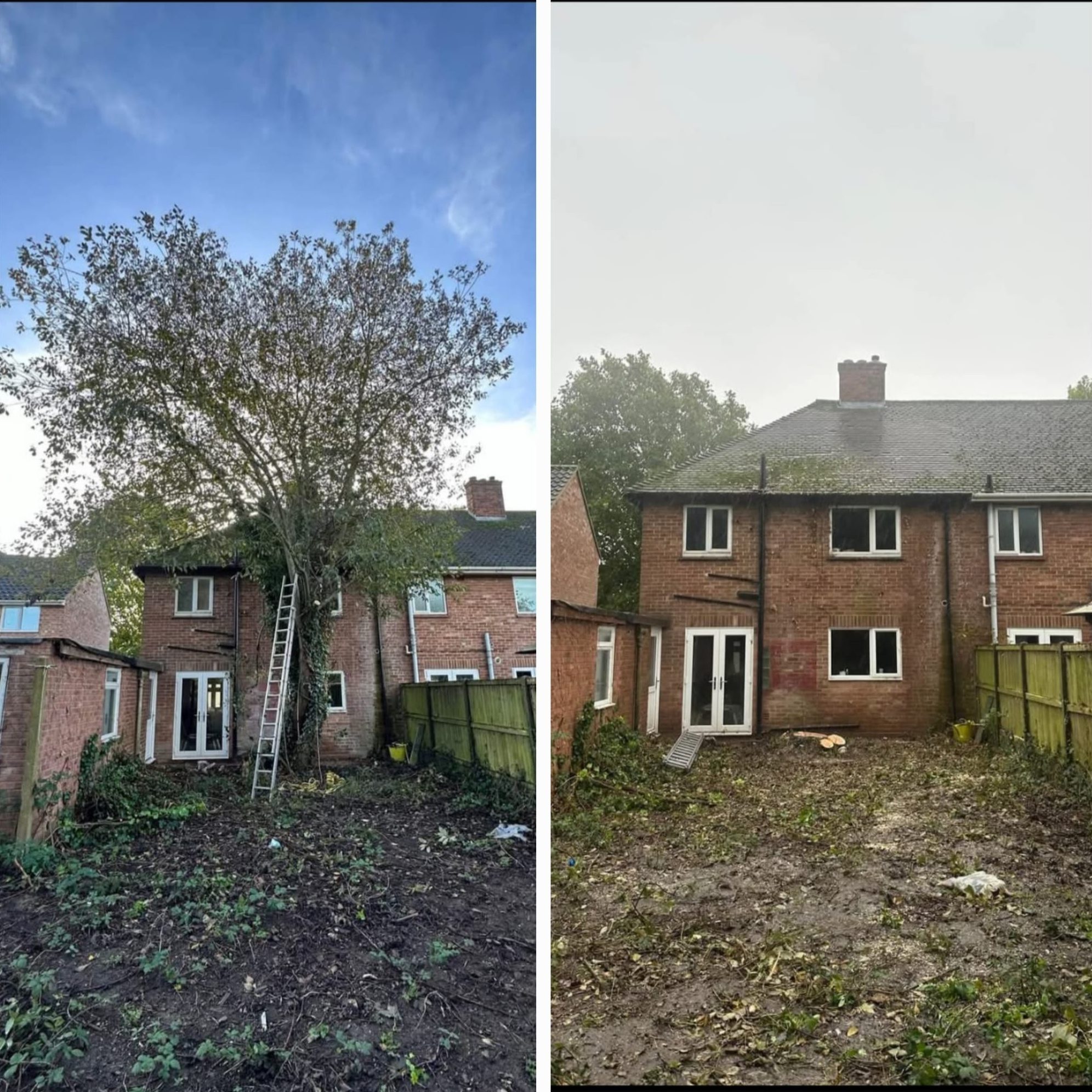 tree felling removal colchester
