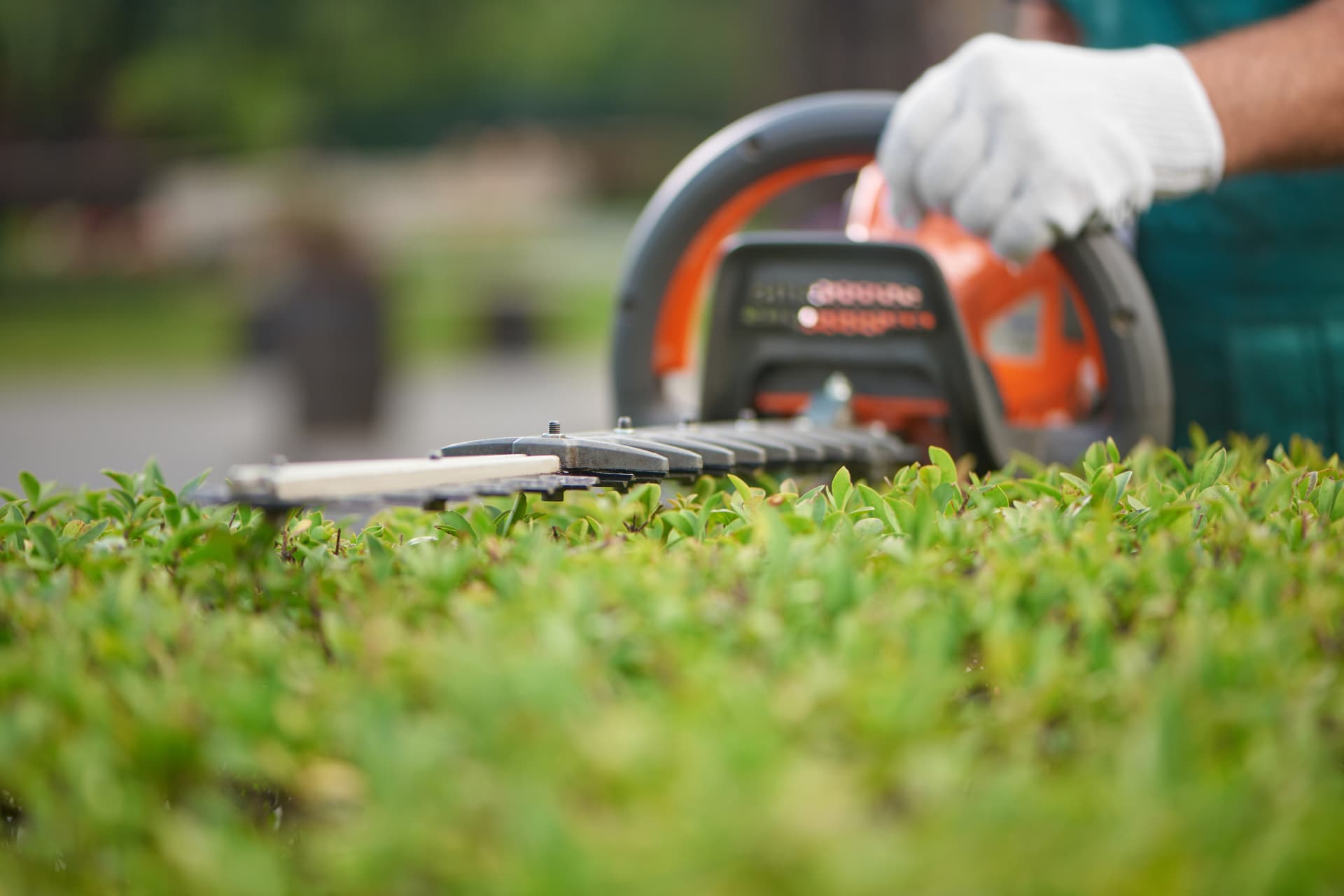 Hedge trimmer cutting a neat hedge top in Colchester, Essex