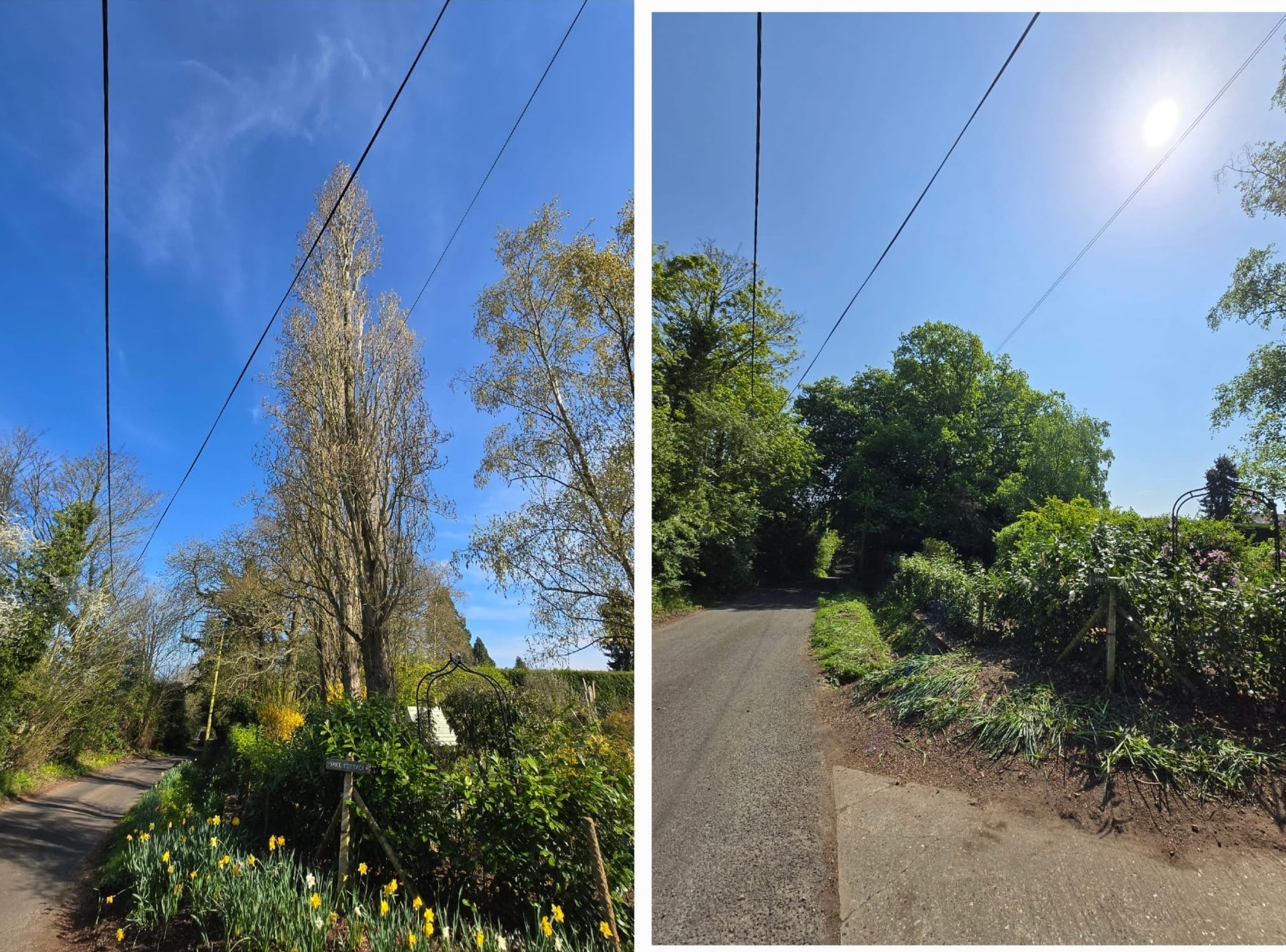 tree felling removal colchester