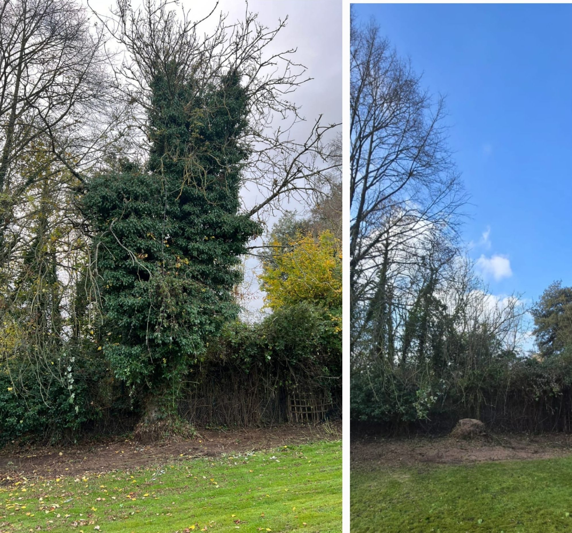 tree felling removal colchester