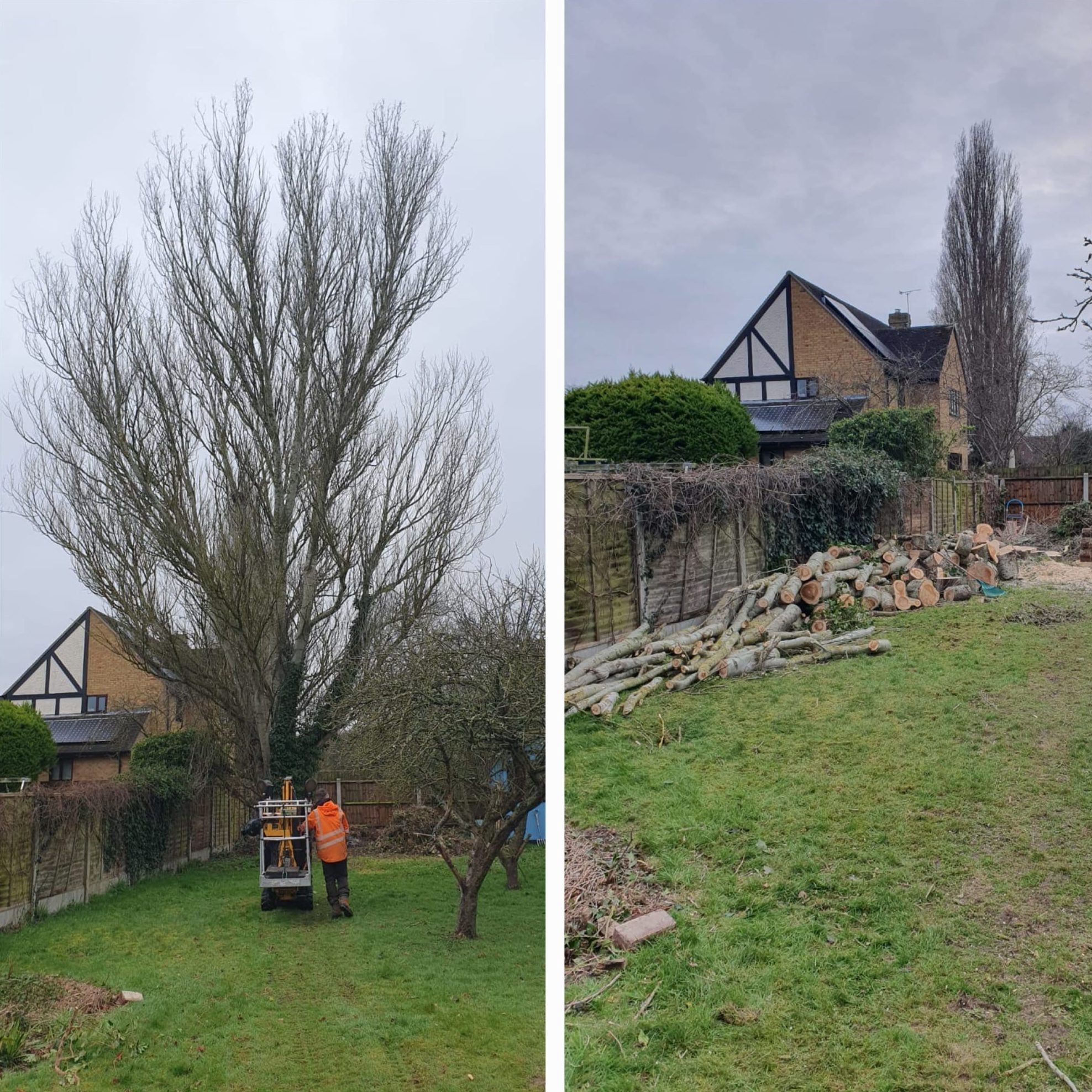 tree felling removal colchester
