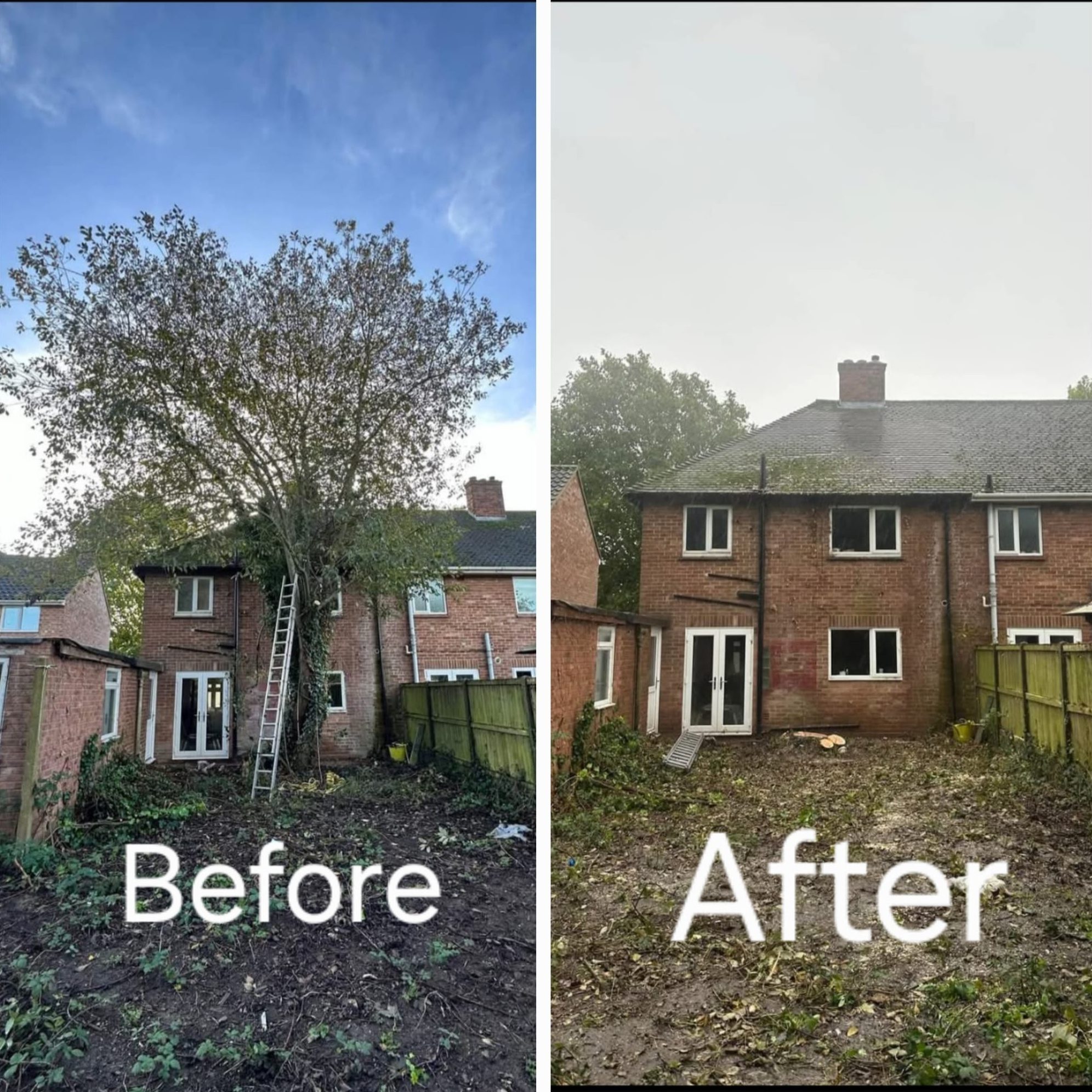 tree felling removal colchester