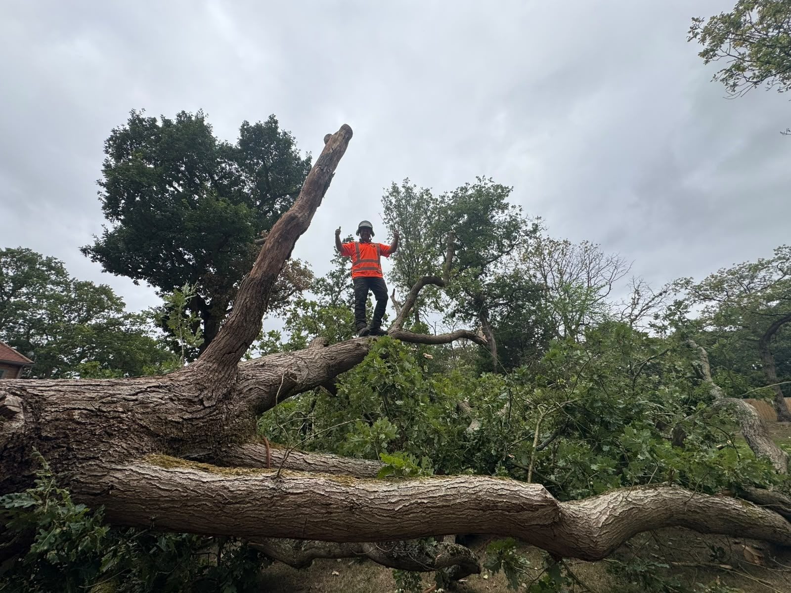 emergency storm damage tree removal colchester
