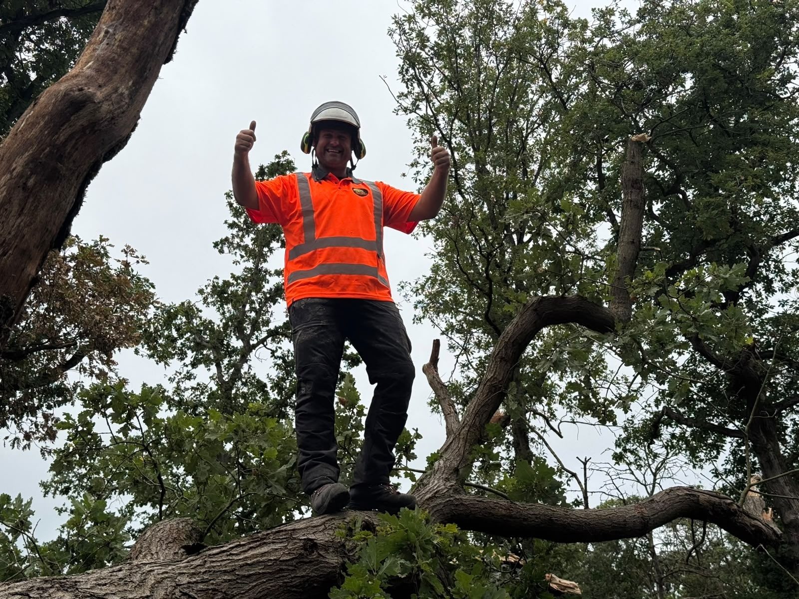 emergency storm damage tree removal colchester